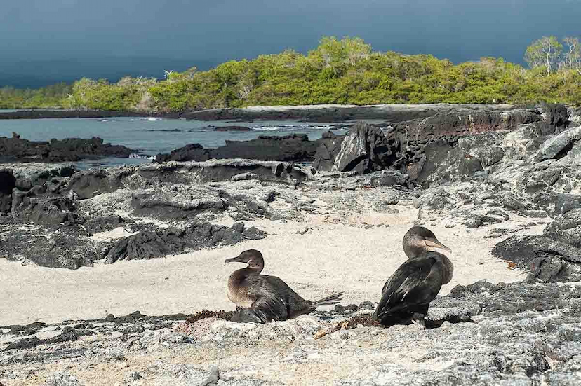 Cormorant Island | Galapagos